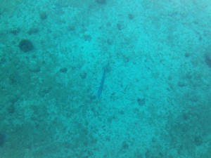 IMG_4466